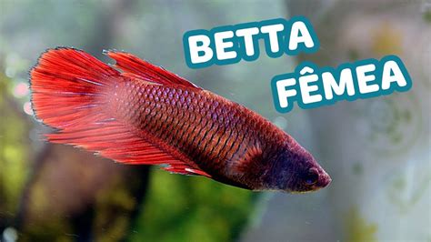 o peixe betta pode ficar com a fêmea